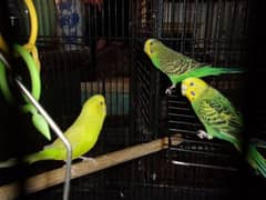 Budgies for sale breeding pair