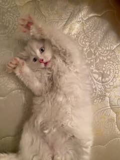 Persian male kitten 55 days age
