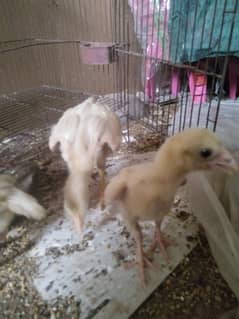 White heera Aseel chicks