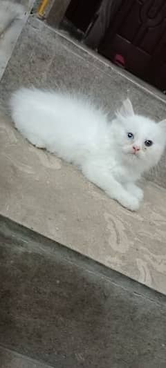 Persian odd eyes kitten