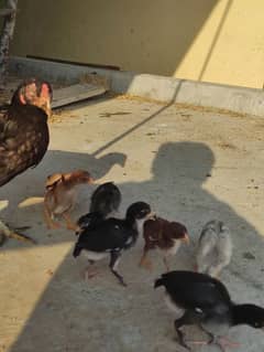 Aseel hen with 6 chiks