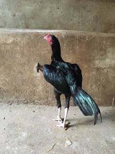 full black high quality bird for sell serious buyer contact mye