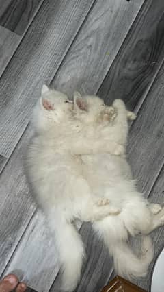 Pair of white persion Cats for sale