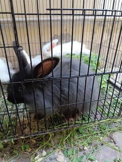 Giant Angora black bunnies available for sale cute and friendly