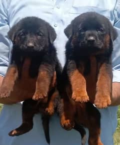 German Dabal  mle and female avalibale for sale