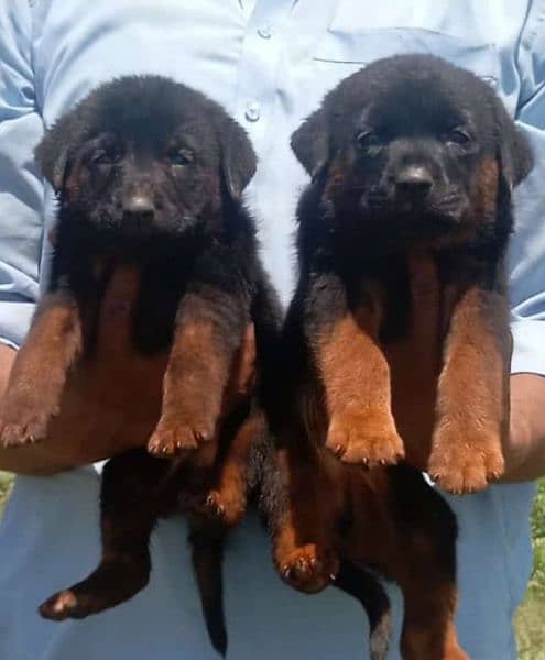German Dabal  mle and female avalibale for sale 0