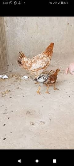 HEN WITH 2 CHICKS