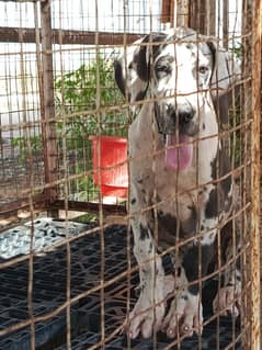 top quality great dane harley quin fimale pup available