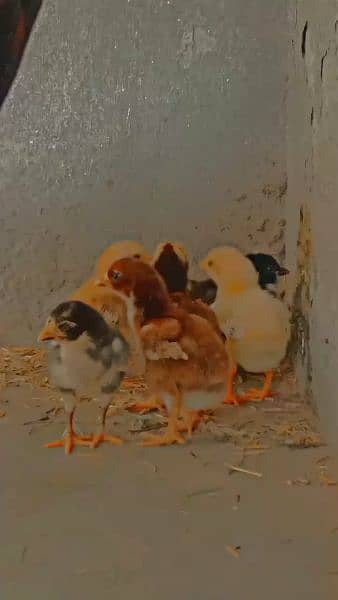 Aseel chicks 3