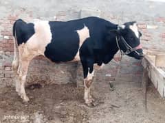 Qurbani k lia cow