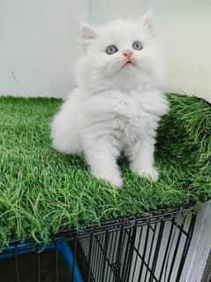 cat for sale/pershian kitten/punch face cat/triple coated kitten
