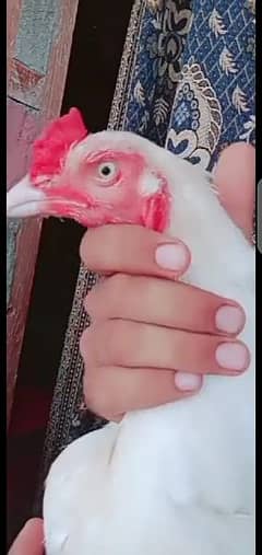 Aseel  hira chicks available