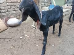 Beautiful goats for sale o3062484oo2