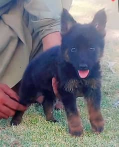 German shepherd puppie for sale