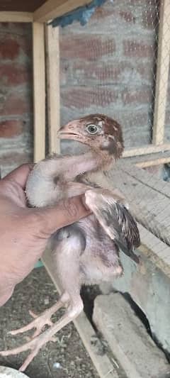 Madari Wala Aseel Chicks For Sale