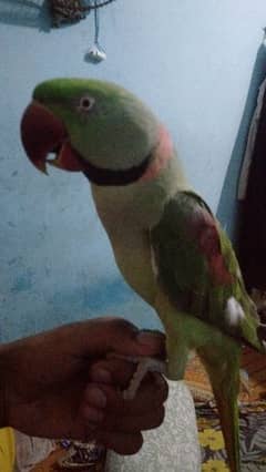 Talking parrot | Green parrot | hand tamed | Green parrots chicks