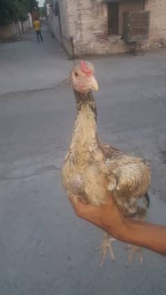 2 mianwali aseel male available for sale