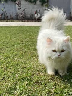 pure Persian white cat triple coat female