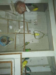 budgies baby and pair sale