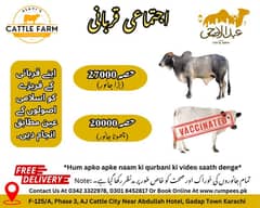 Qurbani Hissay and bulls available