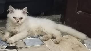 Off White Male kitten