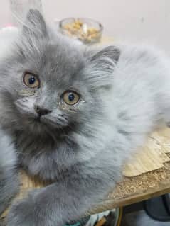 Silver Grey triple coat female Persian Kitten for sale