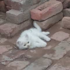 cats for sale 4aron Rs. 45000
