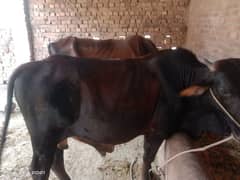 Desi cow