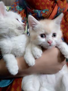 Pure persian double coated kittens for sale