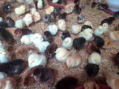 Golden Misri  Chicks ,desi hens ,desi murgha , Read  disciription.