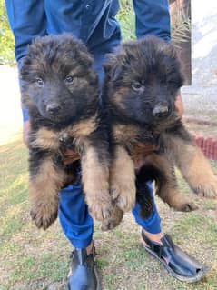 German Shepherd Long Coat Pups