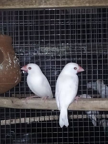 good size breeder pair rate Kam ho Jay ga with cage 2