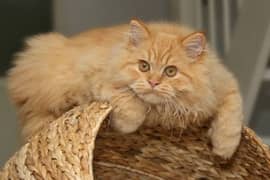 Pure Persian Long Coat Male Cat Golden Colour Whatsapp ( 03275691307 )