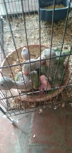 Parrots chicks