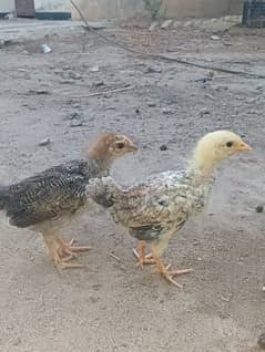 Desi, Misri , Aseel and golden buff chicks available