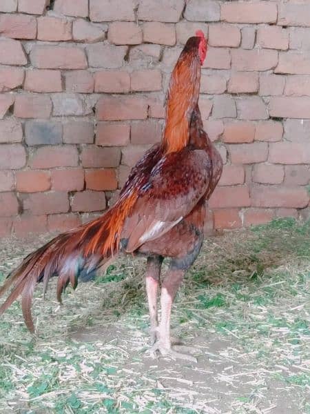 Pure Pakistani Kamalia Breed Male Available 0