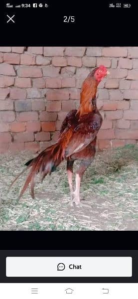 Pure Pakistani Kamalia Breed Male Available 1