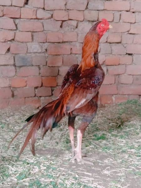 Pure Pakistani Kamalia Breed Male Available 4