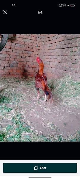 Pure Pakistani Kamalia Breed Male Available 6