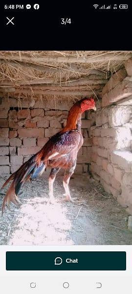 Pure Pakistani Kamalia Breed Male Available 7