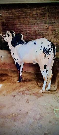 fathjangi bull for sale for qurbani 03180595361