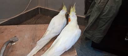 Cream Cockatiel breeder pair