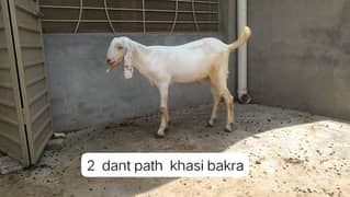 male female goats available for Eide e Qurban