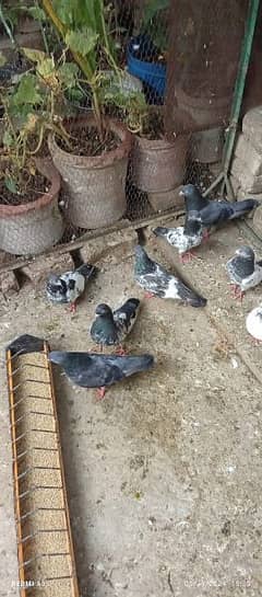 Achey Jorron Waly Kabuter | Pigeon Paird
