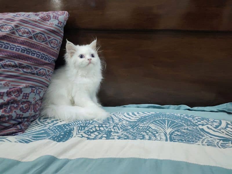 Persian Cat / Persian Kitten / Persian Triple Coated Cat Kitten 2