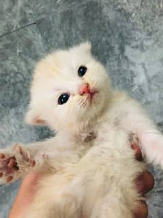Persian kittens  fully healthy and active