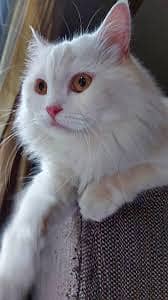 White Persian Cat | Beautiful Cat