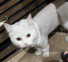 male cat heat pe hai for sale full active and healthy