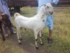 Desi Bakra fresh 2 dant live weight 70KG