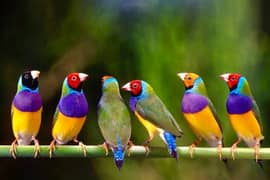 Gouldian adults pairs